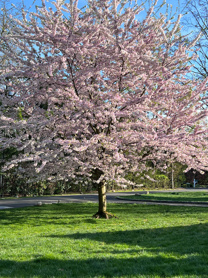How do Persians celebrate Spring?