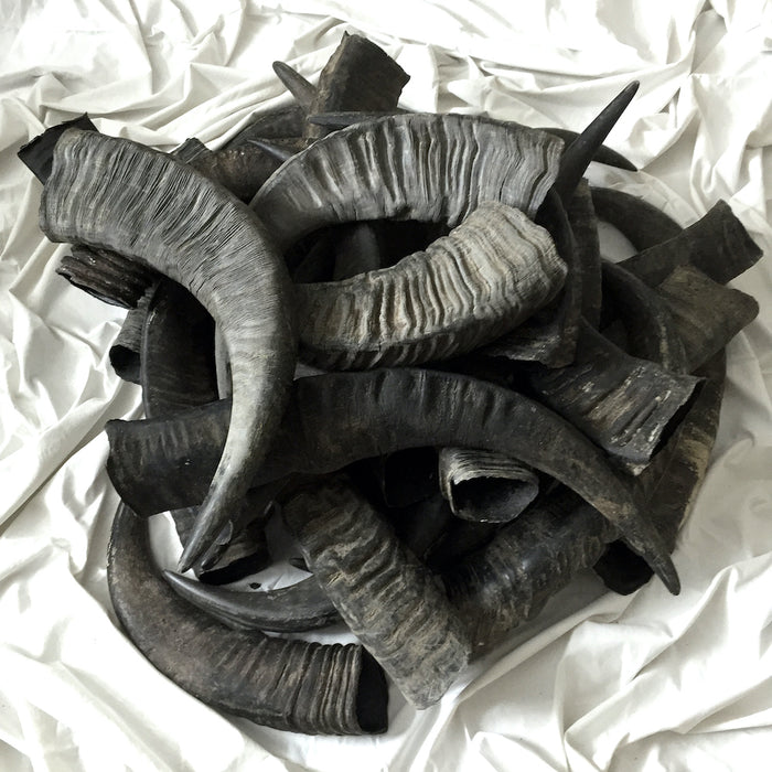 Horn
